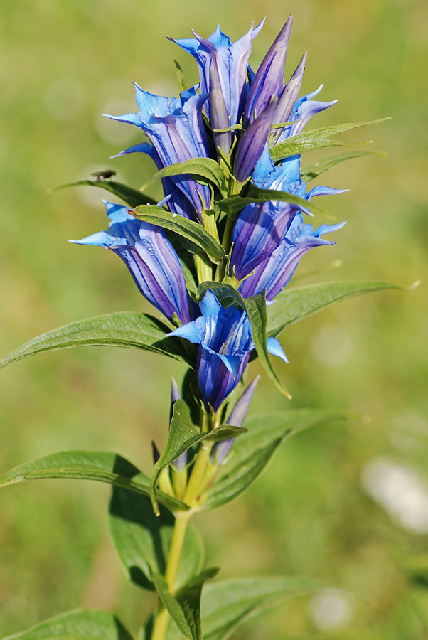Gentiana asclepiadea / Genziana d''Esculapio